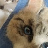 猫は角度だ！！いきなり思いつくんです。作家あるある！の画像
