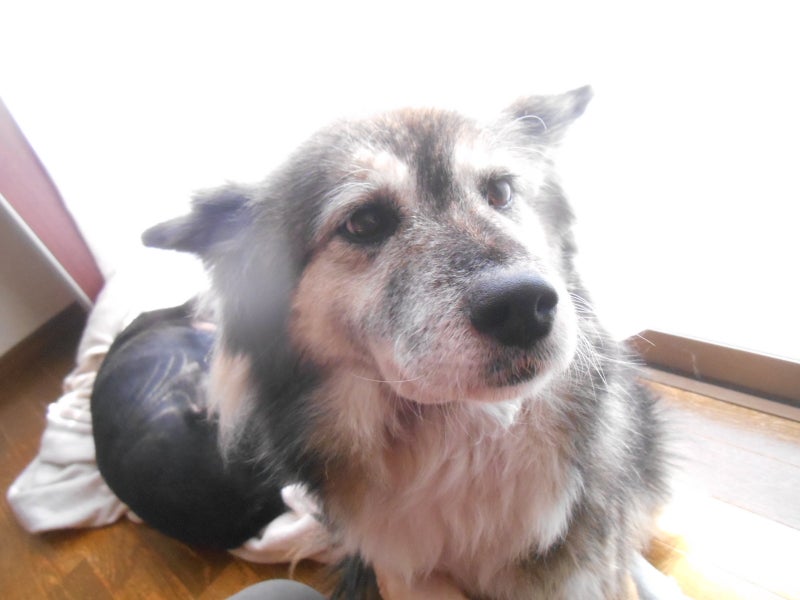 yosinosuの親ばかブログ　すでに26年過ぎて、我が家の保護犬たちは幸せかな？、最後まで幸せだと思います。「甘甘ミイちゃん写真」