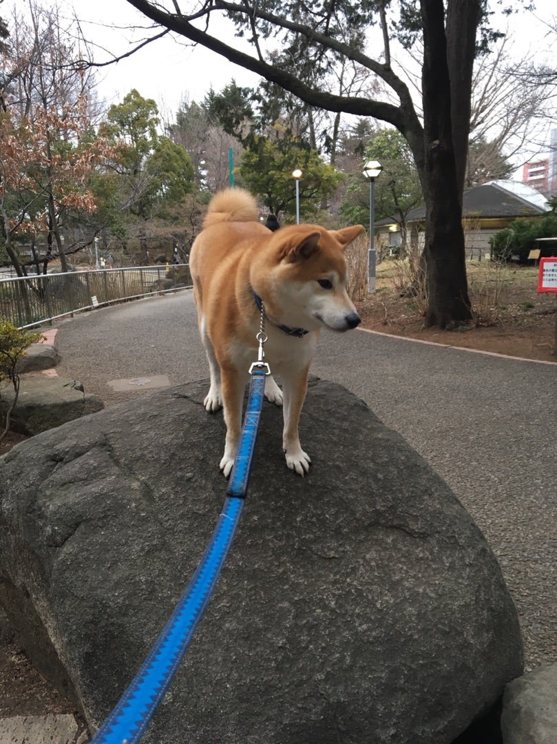 犬とキノコ 犬のフードコーディネーターが作る犬のごはんとおやつ Dog Yell ドッグエール
