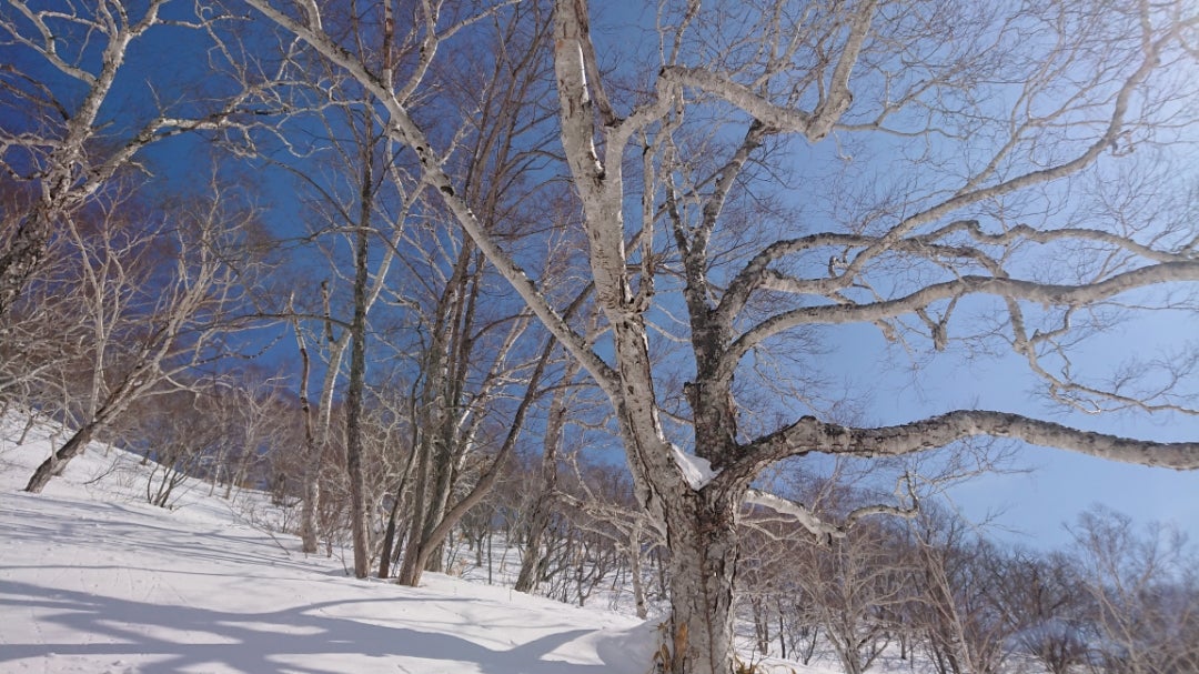 ニセコ寿（ことぶき）のブログツリーランスキー tree run ski