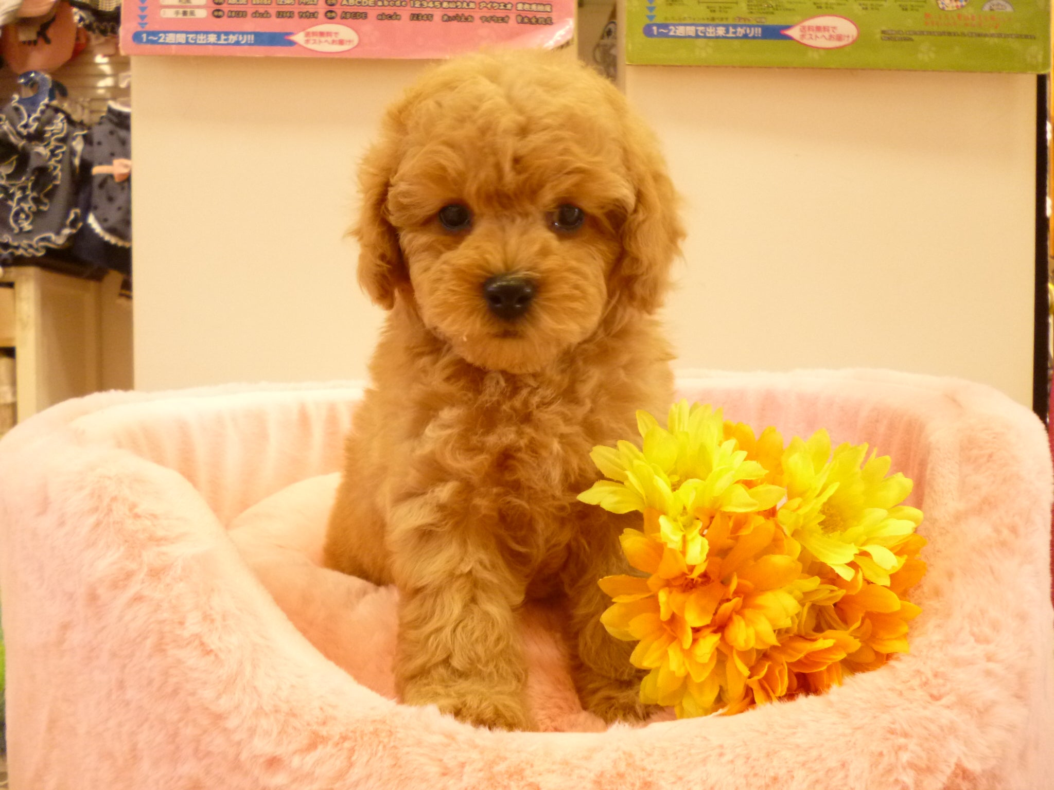 家族が決まりました トイプードル 女の子 広島 呉 ペットショップマリー 仔犬の部屋 ペットハウスマリー広島 呉 広