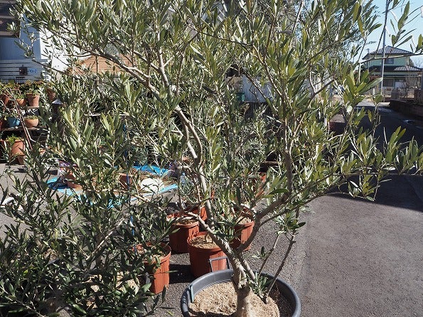 大きくて植え替え困難な鉢植えの土換え Olive Succulentgarden