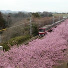 想い出旅　～三浦海岸桜まつり編～の記事より