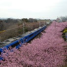 想い出旅　～三浦海岸桜まつり編～の記事より