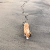真似っこの画像
