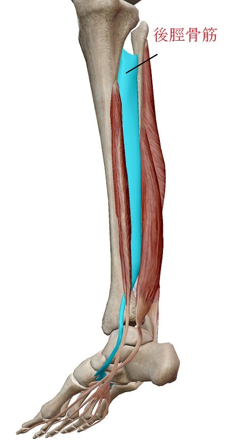 「後脛骨筋」の画像検索結果
