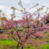 日本の桜は美しいですの画像