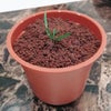 ティラミス鉢植えの画像