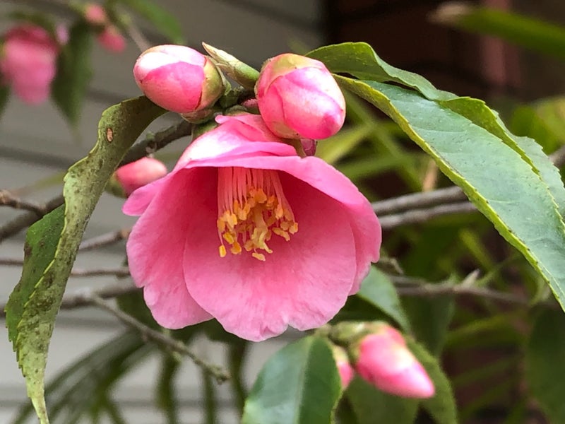 茶人に愛された花 侘助 わびすけ いいだか進の散歩道