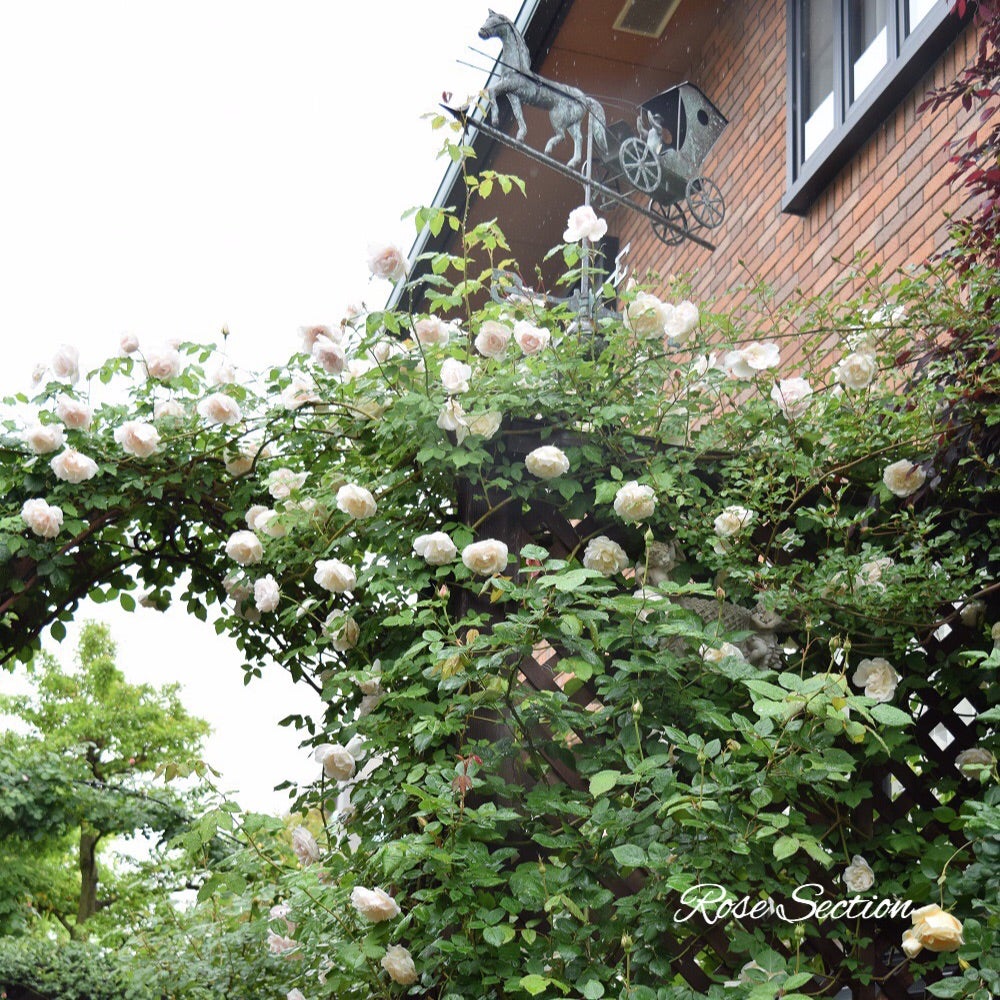 白のつるバラをお探しなら マダムアルフレッドキャリエール 名古屋のバラ苗専門店ローズセクションのブログ