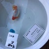 第25回金魚日本一大会の画像