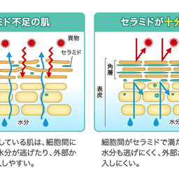 画像 内側から潤いアップを目指す！「DHC セラミド モイスチュア」 の記事より 2つ目