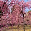 【週末京都】極楽浄土の春景色・城南宮の画像
