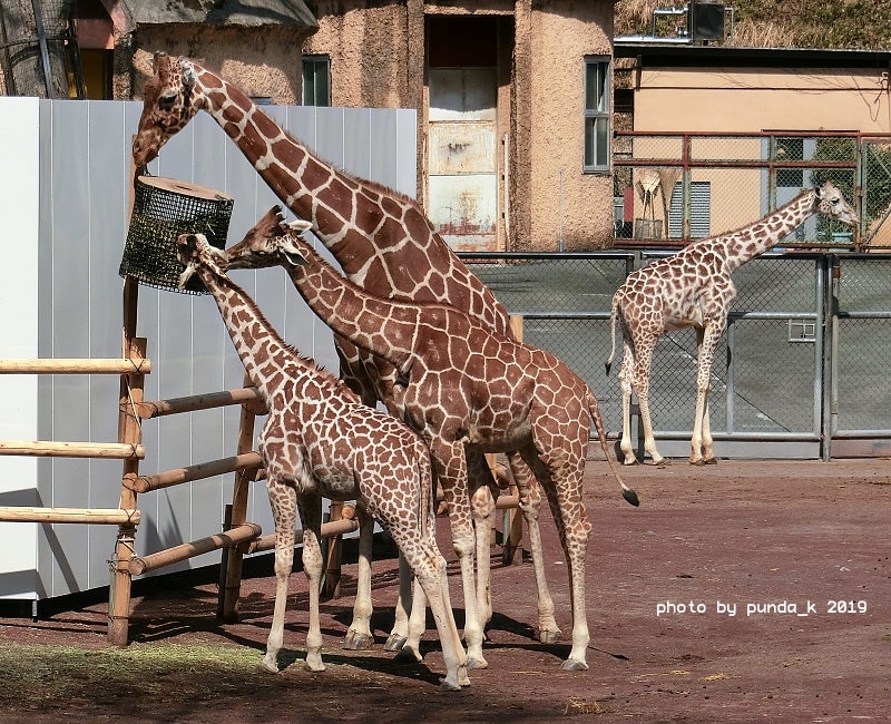 多摩動物公園のキリン 2019年・春 アフリカゾウ・チーター 写真＆CG日記