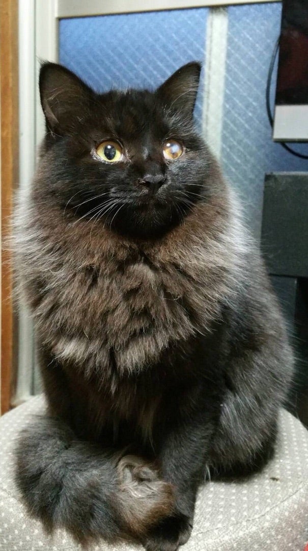 里親募集】黒猫?長毛 生後半年のメスです 再投稿 | 佐賀の猫カフェ