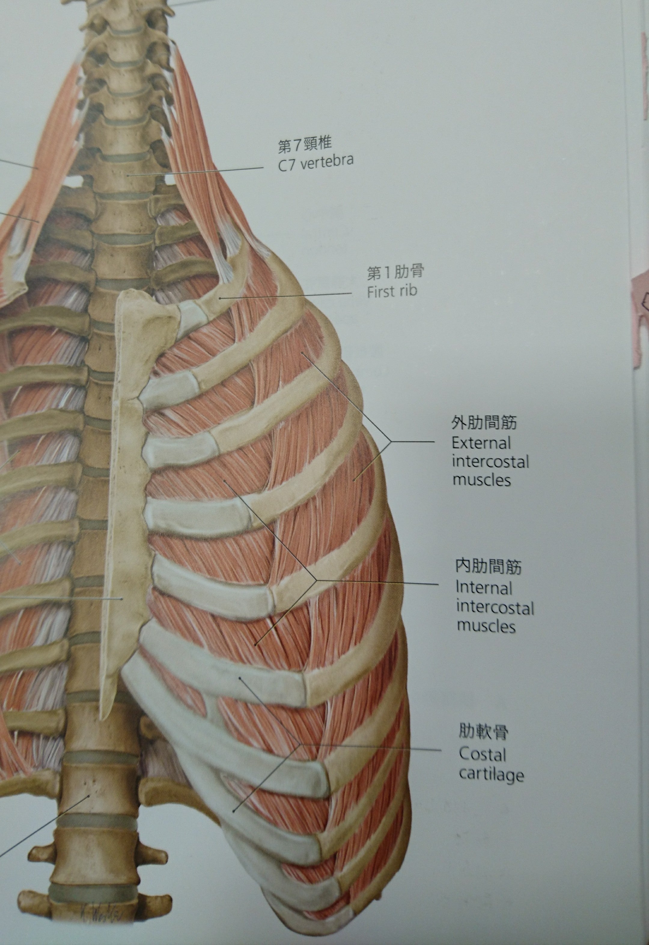 クシャミ 咳で肋骨が折れる げんき堂整骨院 鍼灸院ららぽーと海老名のブログ