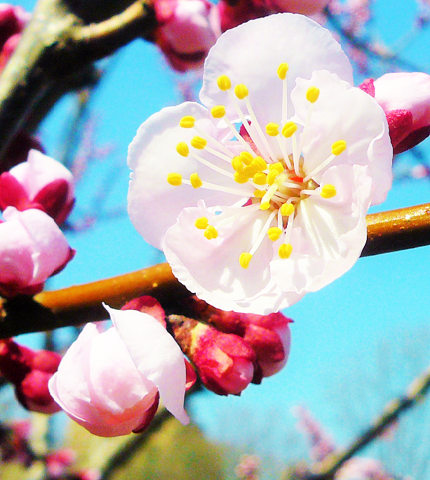 杏 あんず の花 ちょうさんの花のブログ