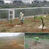 3月19日（水）雨の中の苗植え作業の画像