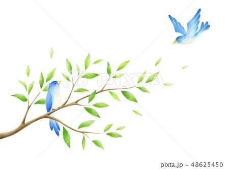 木の枝と小鳥のイラスト 手描き色鉛筆画イラスト