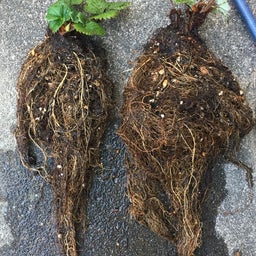 画像 苺の植え替えとランチ の記事より 3つ目