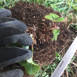 画像 苺の植え替えとランチ の記事より 2つ目