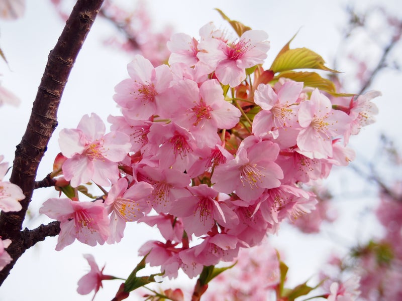 桜 淀 の 河津 桜の花言葉、知ってる？種類ごとにも異なる花言葉とその由来や意味を解説｜ウォーカープラス