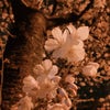 夜桜とゴミ…の画像