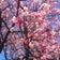 桜の写真、みせて！