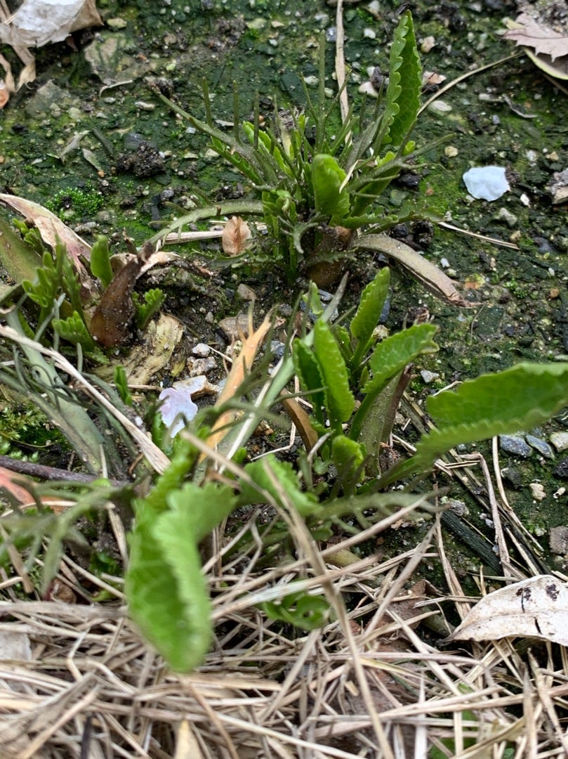 急加速の春、3日前にはなかったダイコンワサビの葉 農園ウラニーワ