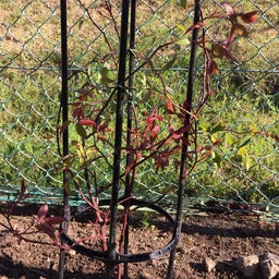 画像 ロサ・オドラータをオベリスクで地植えに の記事より 3つ目