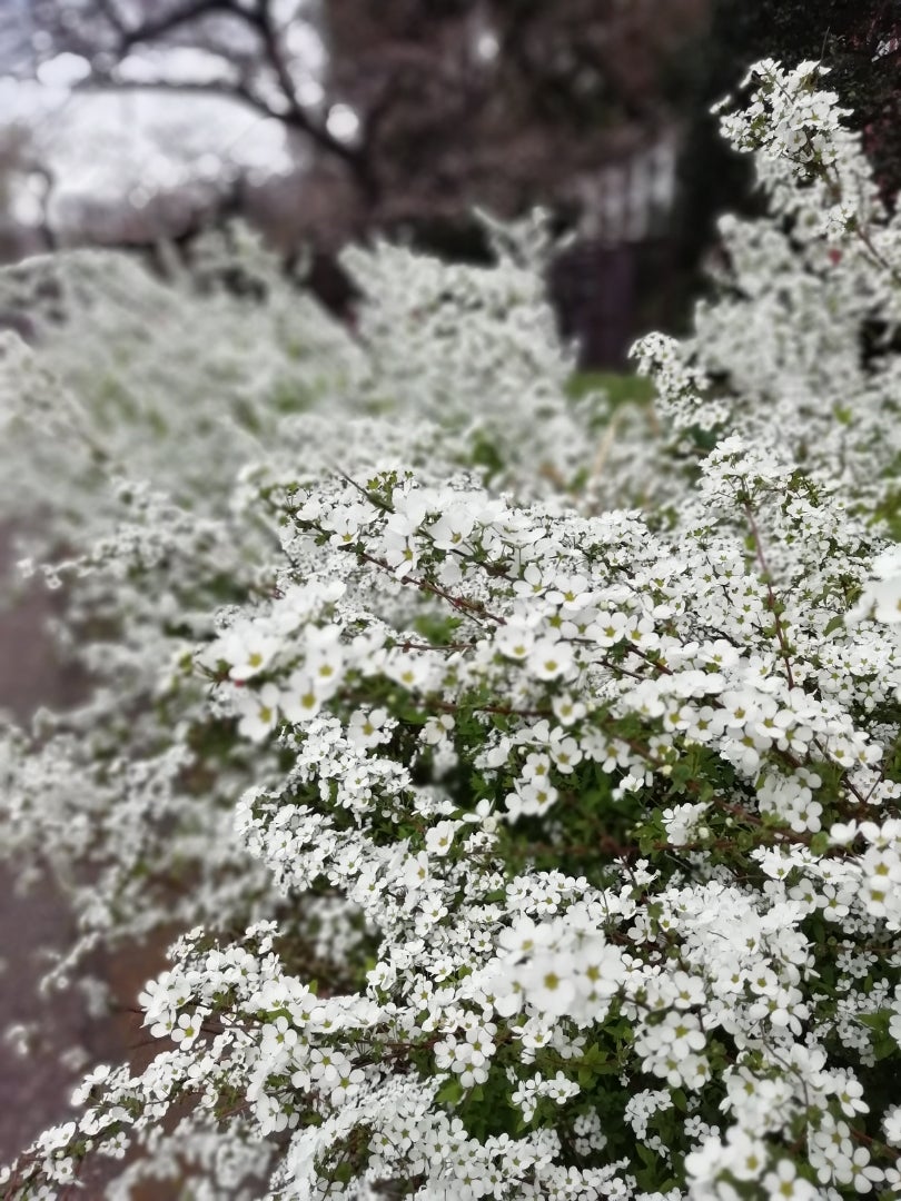 不忍池の花の記事画像