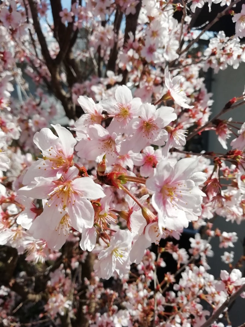 彼岸桜？の記事画像