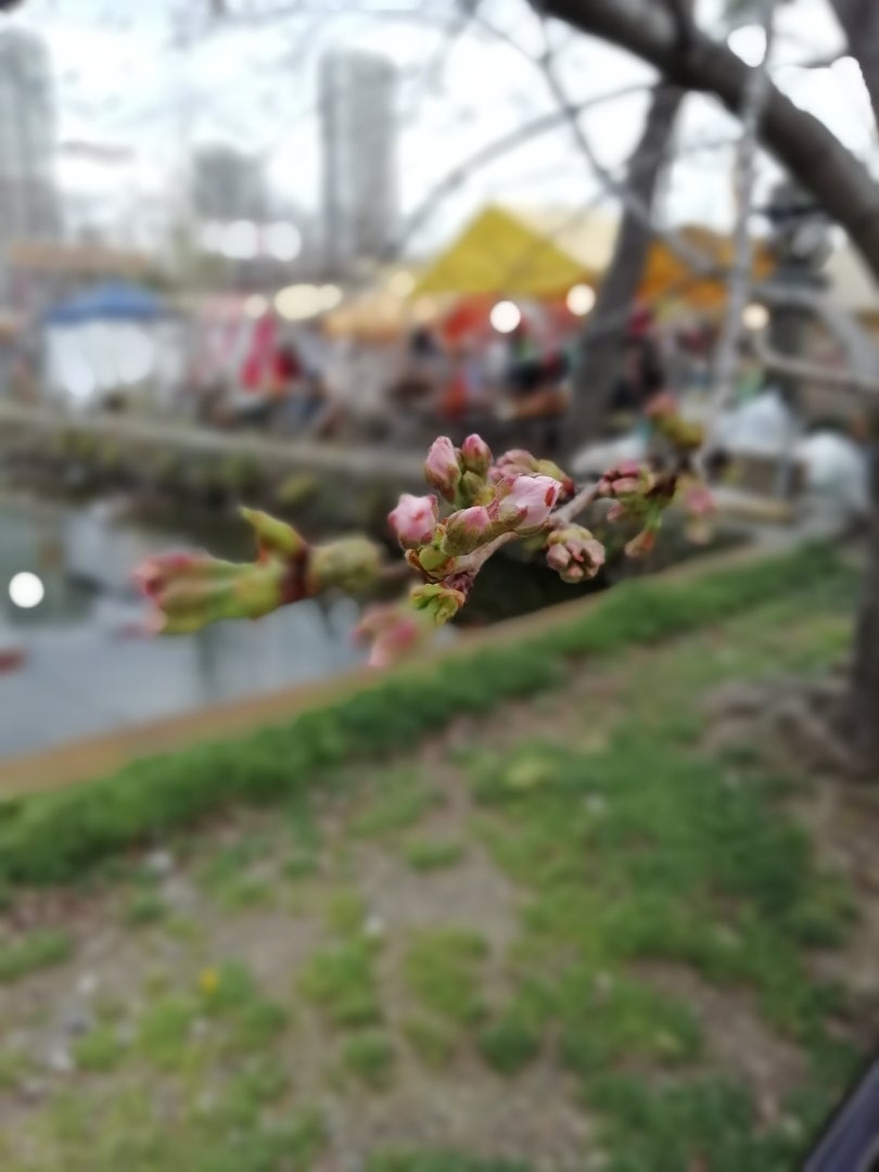 不忍池の花の記事画像