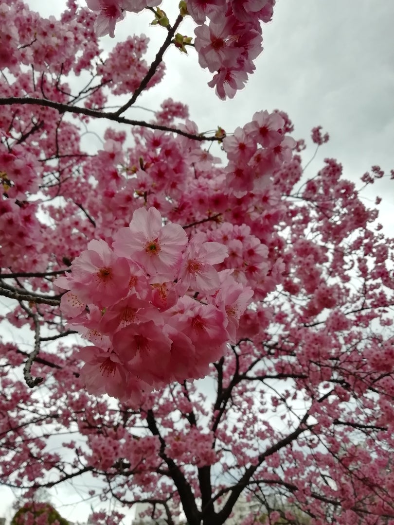 不忍池の花の記事画像