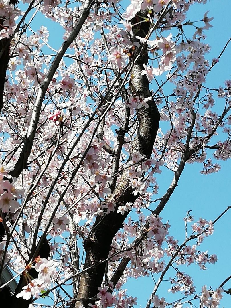 彼岸桜？の記事画像