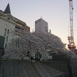 画像 桜、引き続き の記事より 1つ目