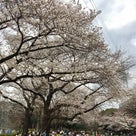駒沢公園の桜の開花状況・・・7～8分咲き♪の記事より