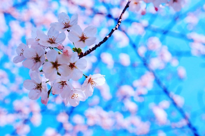 インスタ映えする桜写真の作り方 公開 北九州おひるねアート 写真教室 つきこのブログ