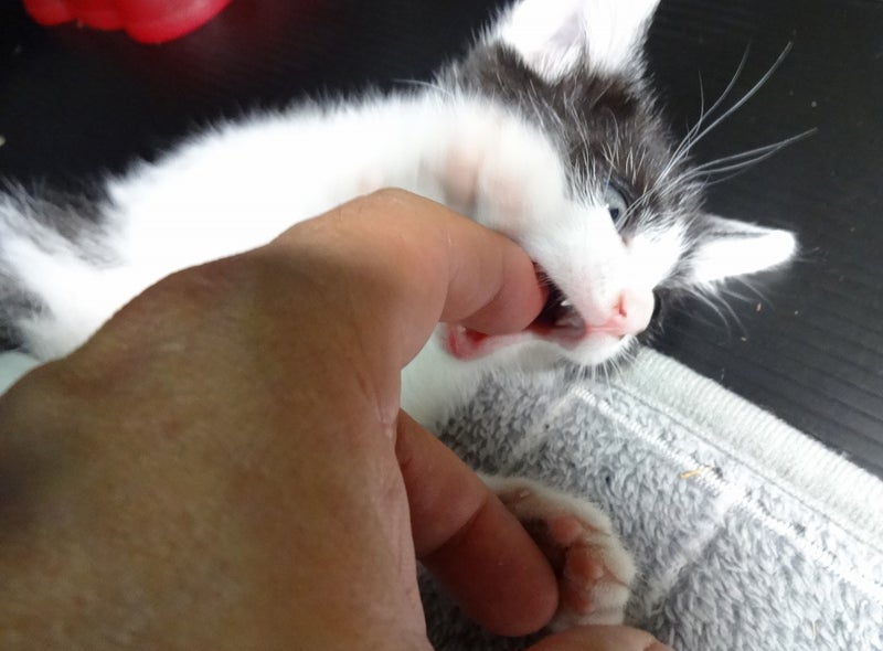 子猫 噛み癖の予防 人の手編 ちゅん次郎 ネコ初心者のブログ