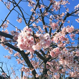 画像 春のお彼岸 鎌倉へ の記事より 6つ目