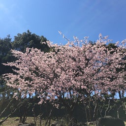 画像 春のお彼岸 鎌倉へ の記事より 1つ目