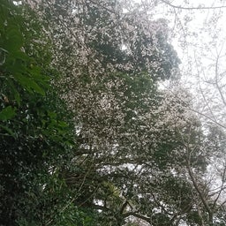 画像 桜とお茶 の記事より 4つ目