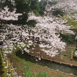 画像 桜とお茶 の記事より 3つ目