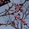 春の花の画像