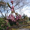 3月29日（金）桜の蕾も桃色に…の画像