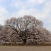 日光街道をゆく　「小金井宿」②　天平の丘の薄墨桜　の画像