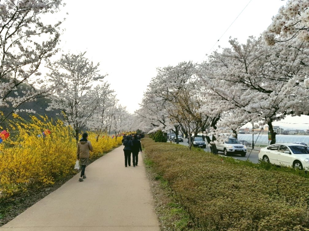 すぱむ太郎オフィシャルブログ 「すぱむちぷ」【大邸郊外】玉浦桜並木でお花見。