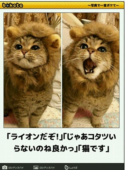 可愛いライオン じゃ なかった猫だわ ジャニーズlove Arashoのブログ