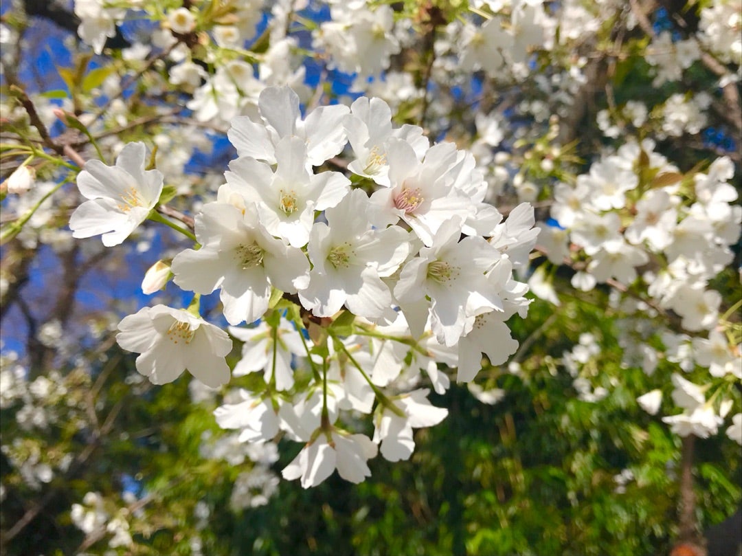 この白い桜に会いに行く 伊勢神宮 神の計らい