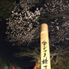 名古屋城夜桜の画像